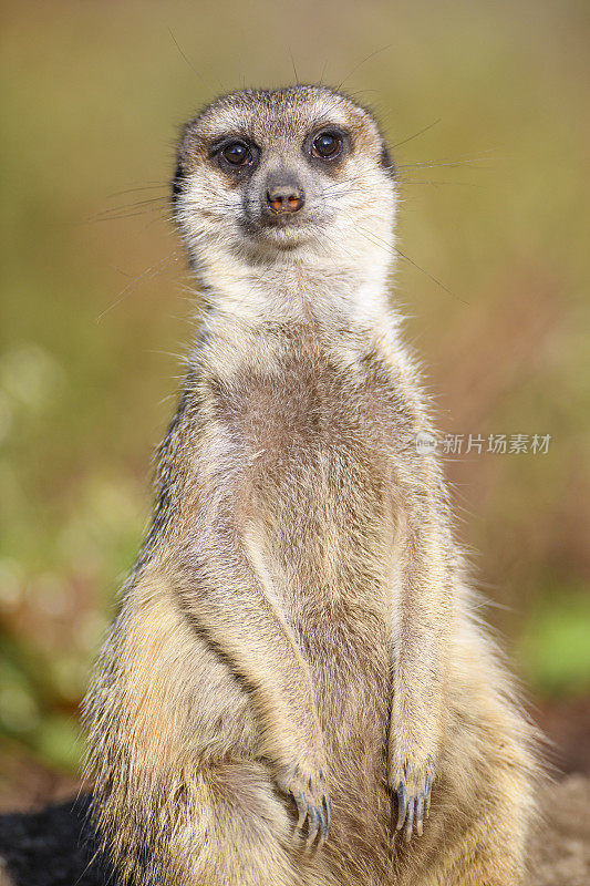 猫鼬(Suricata suricatta)或suricatta在寻找捕食者